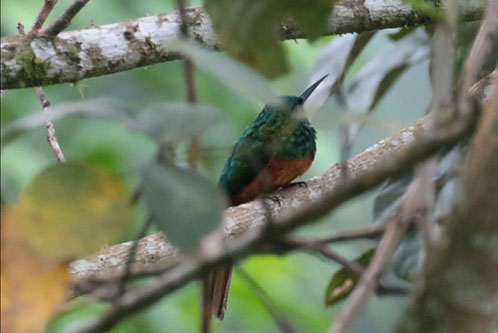 Rufous-tailed Jacamar